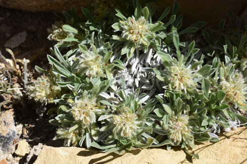 compact cryptantha (Cryptantha compacta)