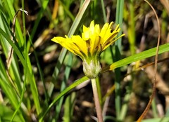 Taraxacum trilobifolium