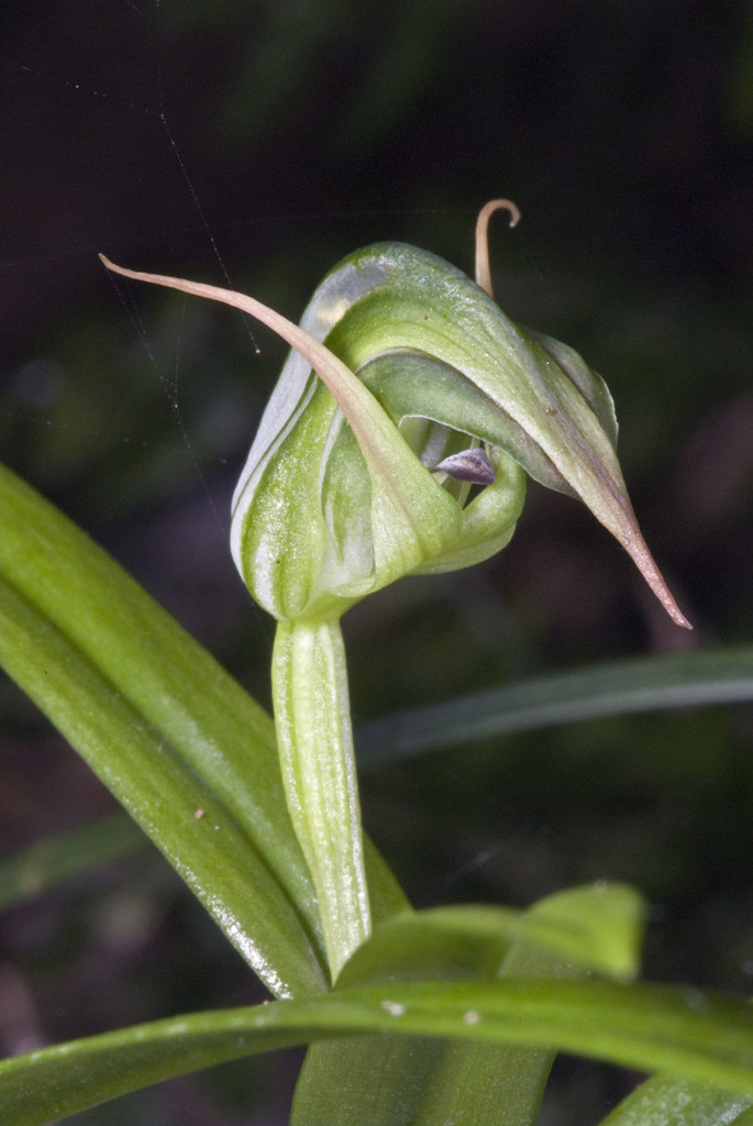 Pterostylis auriculata