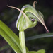 Pterostylis auriculata - Photo (c) Jeremy Rolfe, μερικά δικαιώματα διατηρούνται (CC BY), uploaded by Jeremy Rolfe
