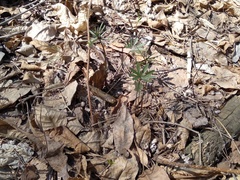 Ranunculus cassubicus