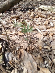 Ranunculus cassubicus