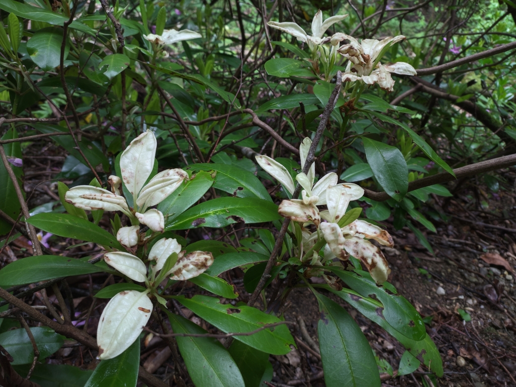 Exobasidium caucasicum