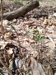 Ranunculus cassubicus