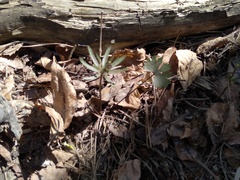 Ranunculus cassubicus