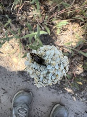Acmaeodera hepburnii