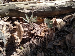 Ranunculus cassubicus