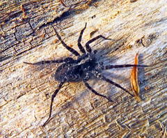 Acantholycosa lignaria