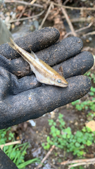 Rhinichthys atratulus