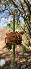 Leonotis nepetifolia
