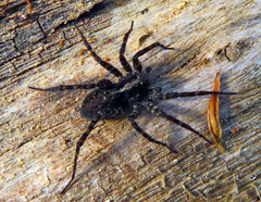 Acantholycosa lignaria