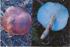 Rhodocollybia badiialba