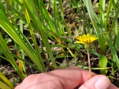 Taraxacum trilobifolium