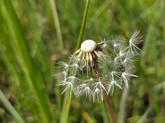 Taraxacum trilobifolium