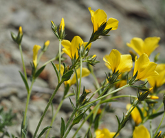Linum pallasianum