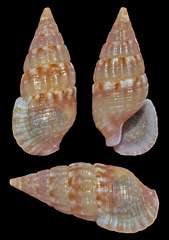 Pictorium koperbergi