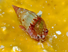 Pictorium koperbergi