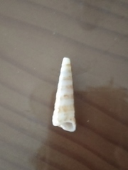 Terebra