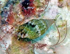 Pictorium koperbergi