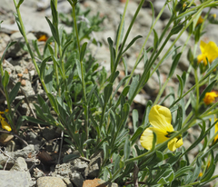 Linum pallasianum