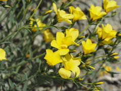 Linum pallasianum