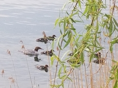 Mergus merganser