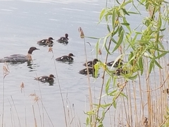 Mergus merganser