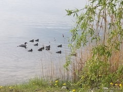 Mergus merganser