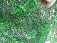 Juncus coriaceus