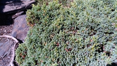 Juniperus squamata