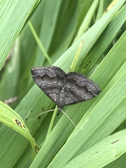 Phalaenostola larentioides