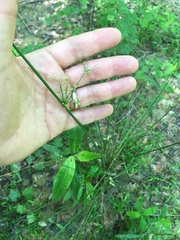 Juncus coriaceus