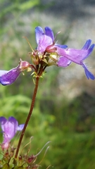 Penstemon wilcoxii