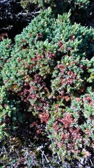 Juniperus squamata