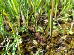 Taraxacum trilobifolium