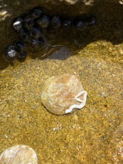 Crepipatella lingulata