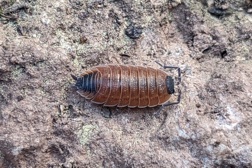 Porcellio silvestrii