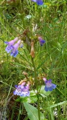 Penstemon wilcoxii