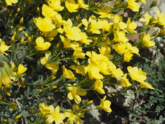 Linum pallasianum