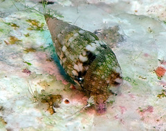 Pictorium koperbergi