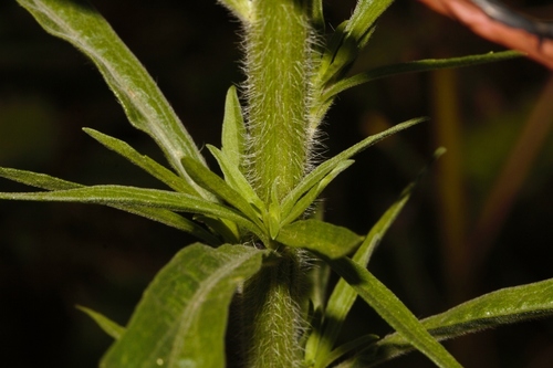 Erigeron sumatrensis image