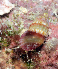 Pictorium koperbergi