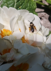 Euandrena