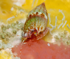 Pictorium koperbergi