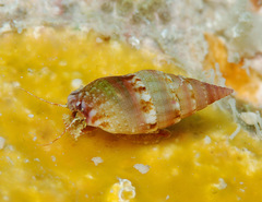 Pictorium koperbergi