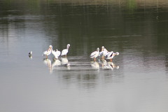 Pelecanus erythrorhynchos