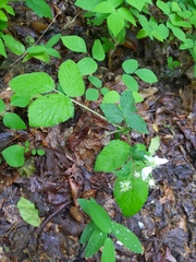 Rubus phoenicolasius