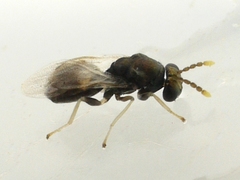 Eulophus