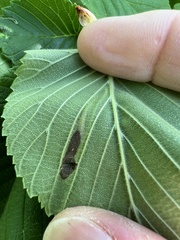 Agromyza aristata