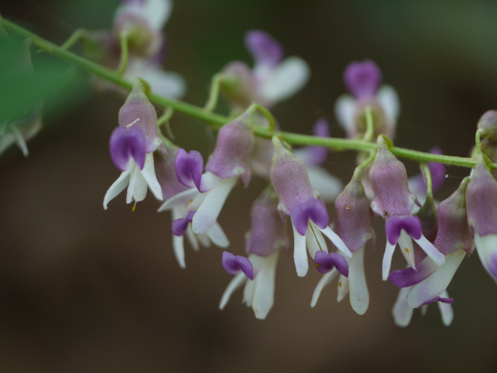 Sophora velutina (Sophora velutina)